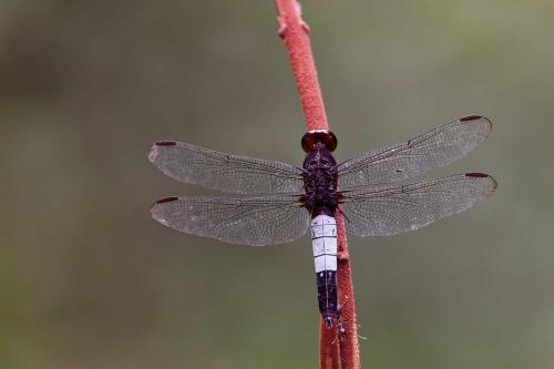 Hadrothemis coacta
